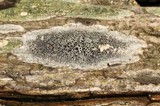 Lecanora subrugosa image