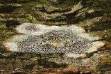 Lecanora subrugosa image