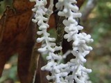 Brunneocorticium corynecarpon image