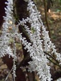 Brunneocorticium corynecarpon image
