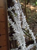 Brunneocorticium corynecarpon image