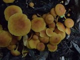 Xeromphalina tenuipes image