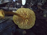 Xeromphalina tenuipes image