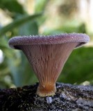 Panus neostrigosus image
