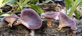Panus neostrigosus image