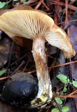 Armillaria gallica image