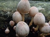 Image of Coprinopsis mexicana