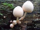 Coprinopsis mexicana image