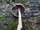 Coprinopsis mexicana image