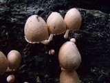 Coprinopsis mexicana image