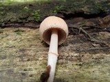 Coprinopsis mexicana image