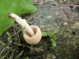 Coprinopsis mexicana image