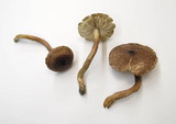 Tricholoma aurantio-olivaceum image