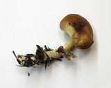 Tricholomopsis rutilans image