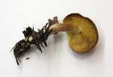 Tricholomopsis rutilans image