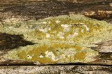 Lecanora symmicta image