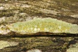 Lecanora symmicta image