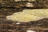 Lecanora symmicta image