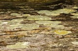 Lecanora symmicta image