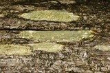 Lecanora symmicta image