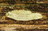 Lecanora symmicta image