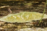 Lecanora symmicta image