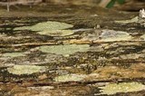 Lecanora symmicta image