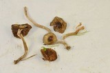 Inocybe fuscodisca image
