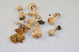 Inocybe whitei image
