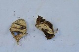 Inocybe sororia image
