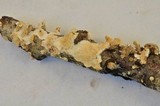Irpex lacteus image