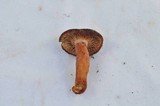 Lactarius atrobadius image