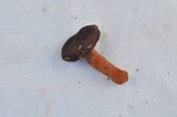 Lactarius atrobadius image