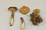Lactarius fallax image