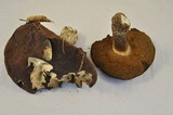 Leccinum manzanitae image