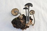 Leptonia decolorans image