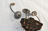 Leptonia decolorans image