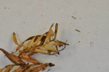 Micromphale sequoiae image