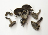 Clitocybe sclerotoidea image