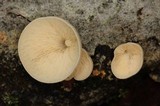 Campanophyllum proboscideum image