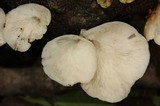 Campanophyllum proboscideum image