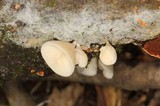Campanophyllum proboscideum image