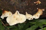 Campanophyllum proboscideum image