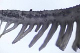 Campanophyllum proboscideum image