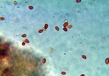 Gymnopilus speciosissimus image