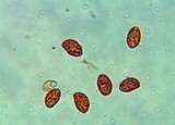 Gymnopilus speciosissimus image