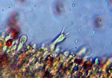 Gymnopilus speciosissimus image