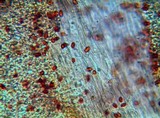 Gymnopilus speciosissimus image