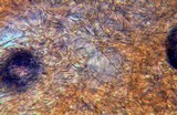 Gymnopilus speciosissimus image