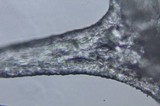 Campanophyllum proboscideum image